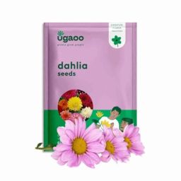 Ugaoo 25g Flower Dahlia Seeds, NUFSO036-image-88