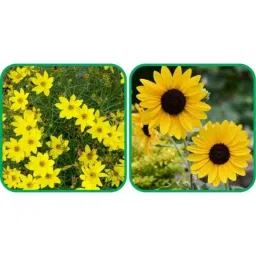 Aero Seeds 50 Pcs Sunflower Miniature &a; 50 Pcs Sunflower Tall Flower Seeds Combo-image-23