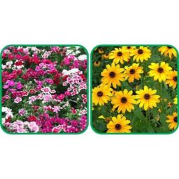 Aero Seeds 50 Pcs Sunflower Miniature &a; 50 Pcs Mix Color Dianthus Flower Seeds Combo-image-40