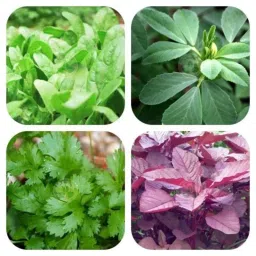 Only For Organic 50g Coriander, Fenugreek, Red Spinach &a; Spinach Seeds Set-image-22