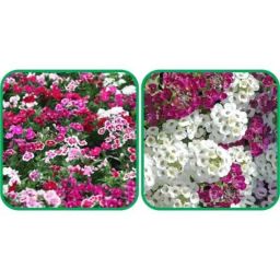 Aero Seeds 50 Pcs Mix Color Alyssum &a; 50 Pcs Dianthus Flower Seeds Combo-image-65