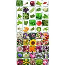 Aero Seeds 150g 25 Varieties Vegetable &a; 25 Varieties Flower Seeds Combo, Aero-25+25-image-3