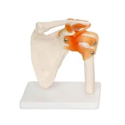 BEXCO Plastic Flexible Ligament Anatomical Human Skeleton Shoulder-38