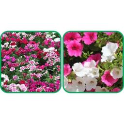 Aero Seeds 50 Pcs Mix Color Petunia &a; 50 Pcs Dianthus Flower Seeds Combo-image-98