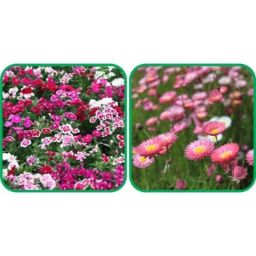 Aero Seeds 50 Pcs Mix Color Acroclinium &a; 50 Pcs Dianthus Flower Seeds Combo-image-83