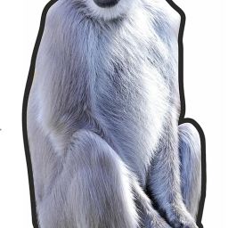 5mm Sunpack Cutout Langoor ( Monkey) with ilet Polypropylene Cut-outs-image-33