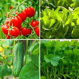 Only For Organic 50g 4-in-1 Tomato, Spinach, Cucumber &a; Coriander Vegetable Seeds Set-image-64