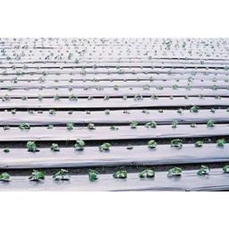 Siddhi 400mx1000mm 20Micron LLDPE &a; LDPE Black &a; Silver Mulching Film, SVE 0147-image-8