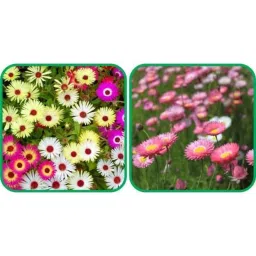 Aero Seeds 50 Pcs Mix Color Acroclinium &a; 50 Pcs Ice Flower Seeds Combo-image-68