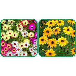 Aero Seeds 50 Pcs Sunflower Miniature &a; 50 Pcs Mix Colour Dahlia Top Star Flower Seeds Combo-image-30