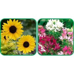 Aero Seeds 50 Pcs Mix Colour Cleome Spinosa &a; 50 Pcs Sunflower Tall Flower Seeds Combo-picture-3
