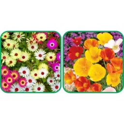 Aero Seeds 50 Pcs Mix Colour Poppy California &a; 50 Pcs Dianthus Flower Seeds Combo-image-53