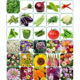 Aero Seeds 150g 15 Varieties Vegetable &a; 15 Varieties Flower Seeds Combo, Aero-15+15-picture-43