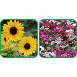 Aero Seeds 50 Pcs Mix Colour Dianthus &a; 50 Pcs Sunflower Tall Flower Seeds Combo-image-29