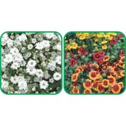 Aero Seeds 50 Pcs Mix Color Gaillardia Aristata &a; 50 Pcs White Gypsophila Elegans Flower Seeds Combo-image-22