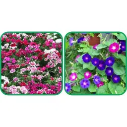 Aero Seeds 50 Pcs Mix Colour Morning Glory &a; 50 Pcs Dahlia Top Star Flower Seeds Combo-image-36