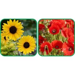 Aero Seeds 50 Pcs Red Poppy &a; 50 Pcs Mix Color Poppy Iceland Flower Seeds Combo-image-78