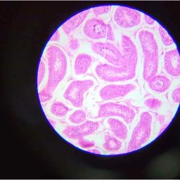 G Lab Black &a; White Achromatic LED Microscope with 50 Prepared Slides image 3