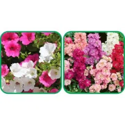 Aero Seeds 50 Pcs Mix Color Stock &a; 50 Pcs Petunia Flower Seeds Combo-image-42