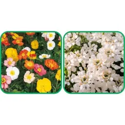 Aero Seeds 50 Pcs Mix Colour Candytuft &a; 50 Pcs Poppy Iceland Flower Seeds Combo-image-72