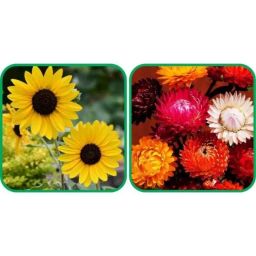 Aero Seeds 50 Pcs Mix Colour Helichrysum &a; 50 Pcs Poppy Iceland Flower Seeds Combo-image-54