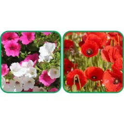 Aero Seeds 50 Pcs Red Poppy &a; 50 Pcs Mix Color Petunia Flower Seeds Combo-image-81