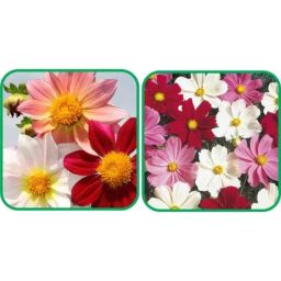 Aero Seeds 50 Pcs Mix Color Cosmos &a; 50 Pcs Dahlia Top Star Flower Seeds Combo-image-69
