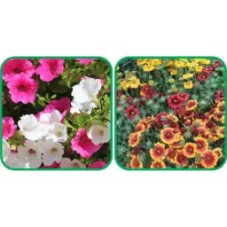 Aero Seeds 50 Pcs Mix Color Gaillardia Aristata &a; 50 Pcs Petunia Flower Seeds Combo-picture-35