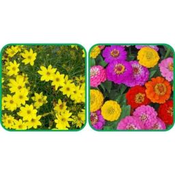 Aero Seeds 50 Pcs Mix Colour Verbena &a; 50 Pcs Sunflower Tall Flower Seeds Combo-image-7
