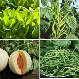 Only For Organic 50g 4-in-1 Vegetable Seeds Set for Spinach, Muskmelon, Yard Beans &a; Cluster Beans-image-21