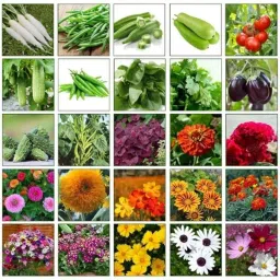 Only For Organic 50g Flower &a; Vegetable Mixed Seeds, OFOMXVF30 (Pack of 30)-image-97