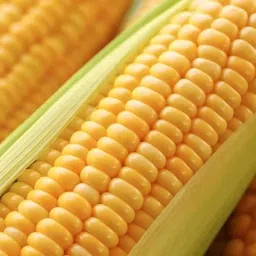 Only For Organic 50g Sweetcorn Seeds-image-54