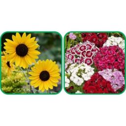 Aero Seeds 50 Pcs Mix Color Sweet William &a; 50 Pcs Poppy Iceland Flower Seeds Combo-image-95
