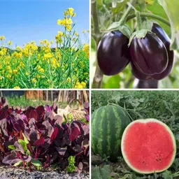 Only For Organic 50g 4-in-1 Black Brinjal, Mustard, Watermelon &a; Red Spinach Vegetable Seeds Set-image-63