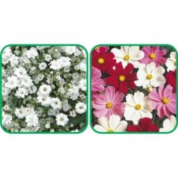 Aero Seeds 50 Pcs Mix Color Cosmos &a; 50 Pcs White Gypsophila Elegans Flower Seeds Combo-image-97