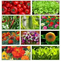 Only For Organic 50g 10 Varieties Flower &a; Vegetable Seeds Combo, OFOMXVF10-image-64