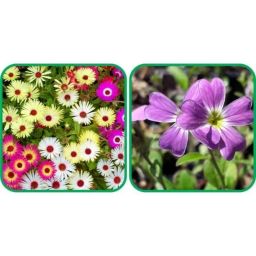 Aero Seeds 50 Pcs Mix Colour Cheiranthus Maritimus &a; 50 Pcs Ice Flower Seeds Combo-image-79