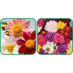 Aero Seeds 50 Pcs Mix Colour Chrysanthemum &a; 50 Pcs Dahlia Top Star Flower Seeds Combo-image-55