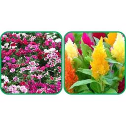 Aero Seeds 50 Pcs Mix Colour Closia Pulmosa &a; 50 Pcs Dianthus Flower Seeds Combo-image-66