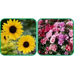 Aero Seeds 50 Pcs Mix Colour Clarkia &a; 50 Pcs Sunflower Tall Flower Seeds Combo-image-73