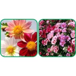 Aero Seeds 50 Pcs Mix Color Clarkia &a; 50 Pcs Dahlia Top Star Flower Seeds Combo-image-78