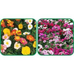Aero Seeds 50 Pcs Mix Colour Dianthus &a; 50 Pcs Poppy Iceland Flower Seeds Combo-image-28