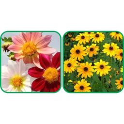 Aero Seeds 50 Pcs Sunflower Miniature &a; 50 Pcs Mix Colour Coreopsis Flower Seeds Combo-image-31