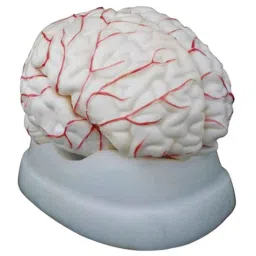 BEXCO 8 Parts Articulated Dissects Anatomical Human Brain-46