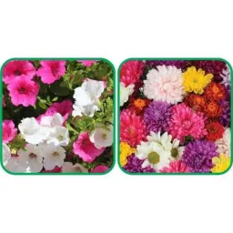 Aero Seeds 50 Pcs Mix Color Chrysanthemum &a; 50 Pcs Petunia Flower Seeds Combo-image-84