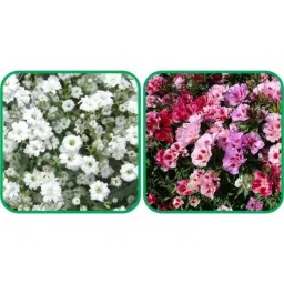 Aero Seeds 50 Pcs Mix Color Clarkia &a; 50 Pcs White Gypsophila Elegans Flower Seeds Combo-image-42