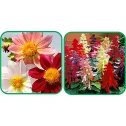 Aero Seeds 50 Pcs Mix Color Salvia &a; 50 Pcs Coreopsis Flower Seeds Combo-picture-6