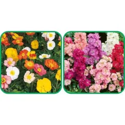 Aero Seeds 50 Pcs Mix Colour Stock &a; 50 Pcs Ice Flower Seeds Combo-image-92