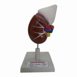 Labcare Polystyrene Human Kidney Model On Stand for Labs &a; Schools, LB-KM8-42