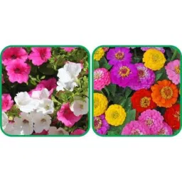 Aero Seeds 50 Pcs Mix Color Zinnia &a; 50 Pcs Petunia Flower Seeds Combo-image-57